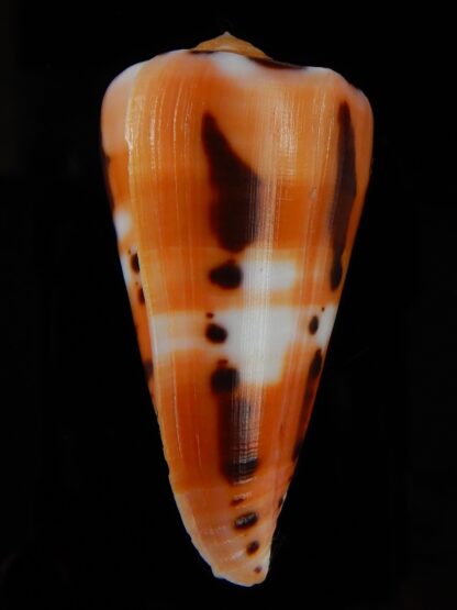 Pionoconus barthelemyi 57.19 mm Gem-46100