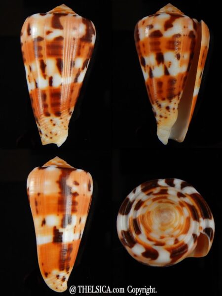 Pionoconus barthelemyi 57.26 mm Gem-0