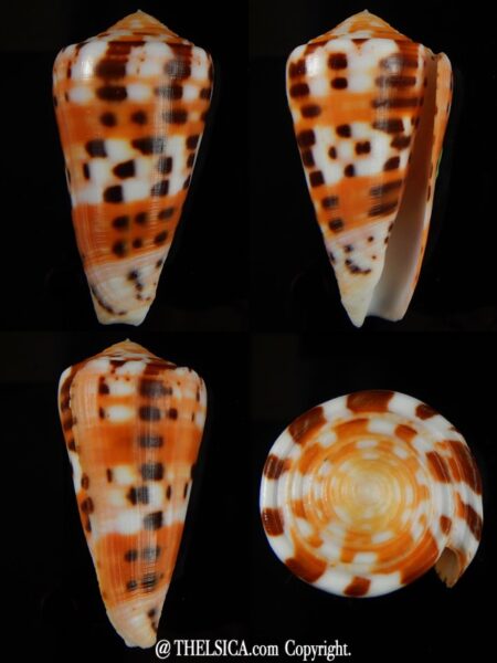 Pionoconus barthelemyi 57.75 mm Gem-0