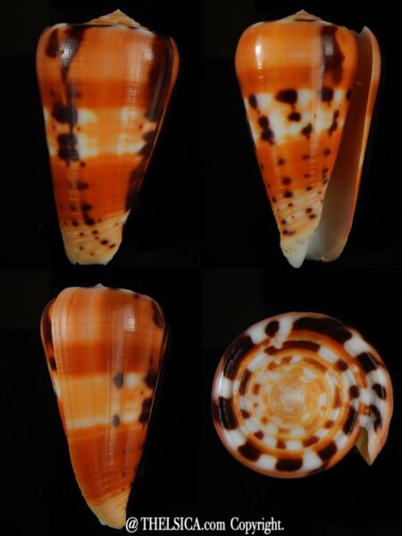 Pionoconus barthelemyi 62.02 mm Gem-0