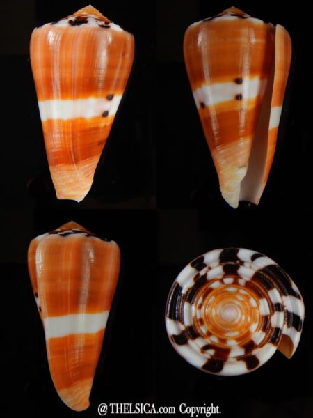 Pionoconus barthelemyi 62.54 mm Gem-0