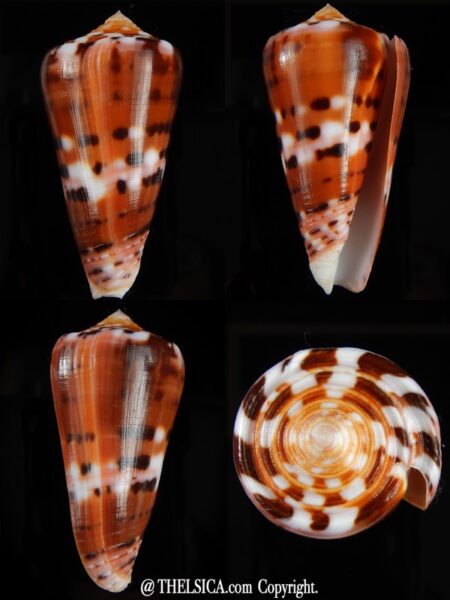 Pionoconus barthelemyi 66,30 mm Gem-0