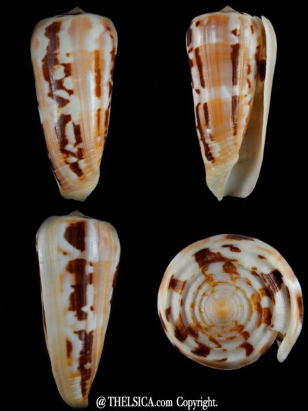 Pionoconus gubernator pramparti 90,59 mm F+++ / Gem -0