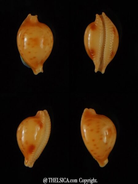 Pustularia bistrinotata sublaevis 11,80 mm Gem -0