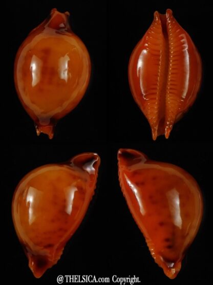 Pustularia globulus sphaeridium .. Darck ... 19,14 mm Gem-0