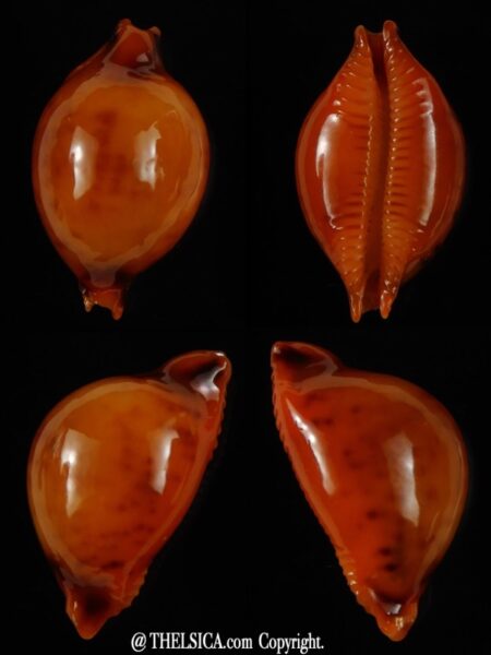 Pustularia globulus sphaeridium .. Darck ... 19,14 mm Gem-0