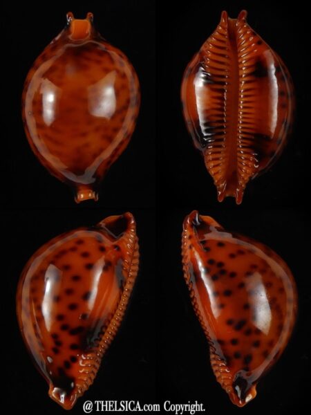 Pustularia globulus sphaeridium .. Darck ... 21,61 mm Gem-0