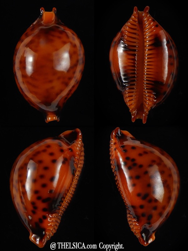 Pustularia globulus sphaeridium .. Darck ... 21,61 mm Gem-0