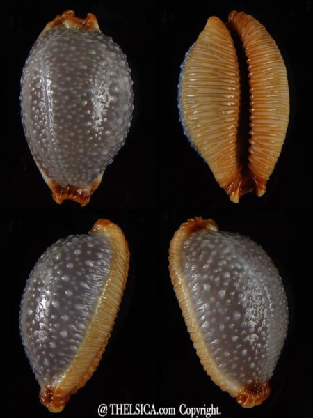 Staphylaea staphylaea .. 25,52 mm Gem-0