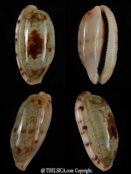 Talostolida pellucens pellucens 37,40 mm Gem-0