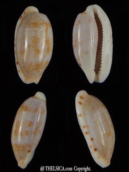 Talostolida subteres 19,55 mm Gem-0