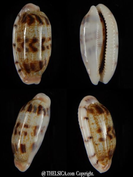Talostolida teres teres 34,61 mm Gem-0