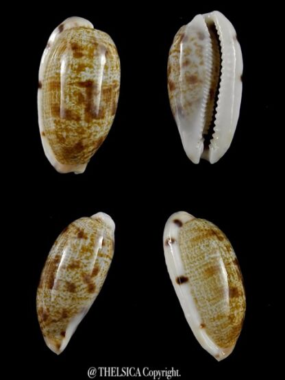 Talostolida pellucens polynesiana 23,1 mm Gem-0