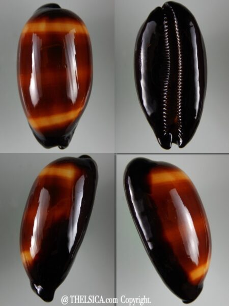 Talparia talpa talpa 65,26 mm Gem-0