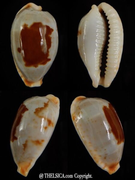 Bistolida stolida aureliae 27.76 mm Gem-0