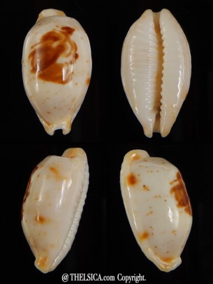 Bistolida stolida aureliae 22,4 mm Gem-0