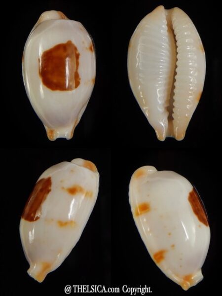 Bistolida stolida aureliae 24 mm Gem-0