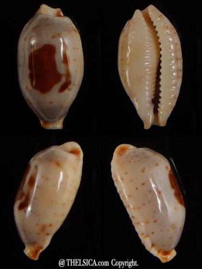 Bistolida stolida aureliae 25,84 mm Gem-0