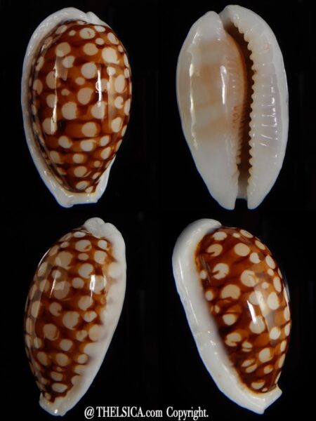 Cribrarula cribraria ...Big size , SP pattern ... 36,31 mm Gem-0