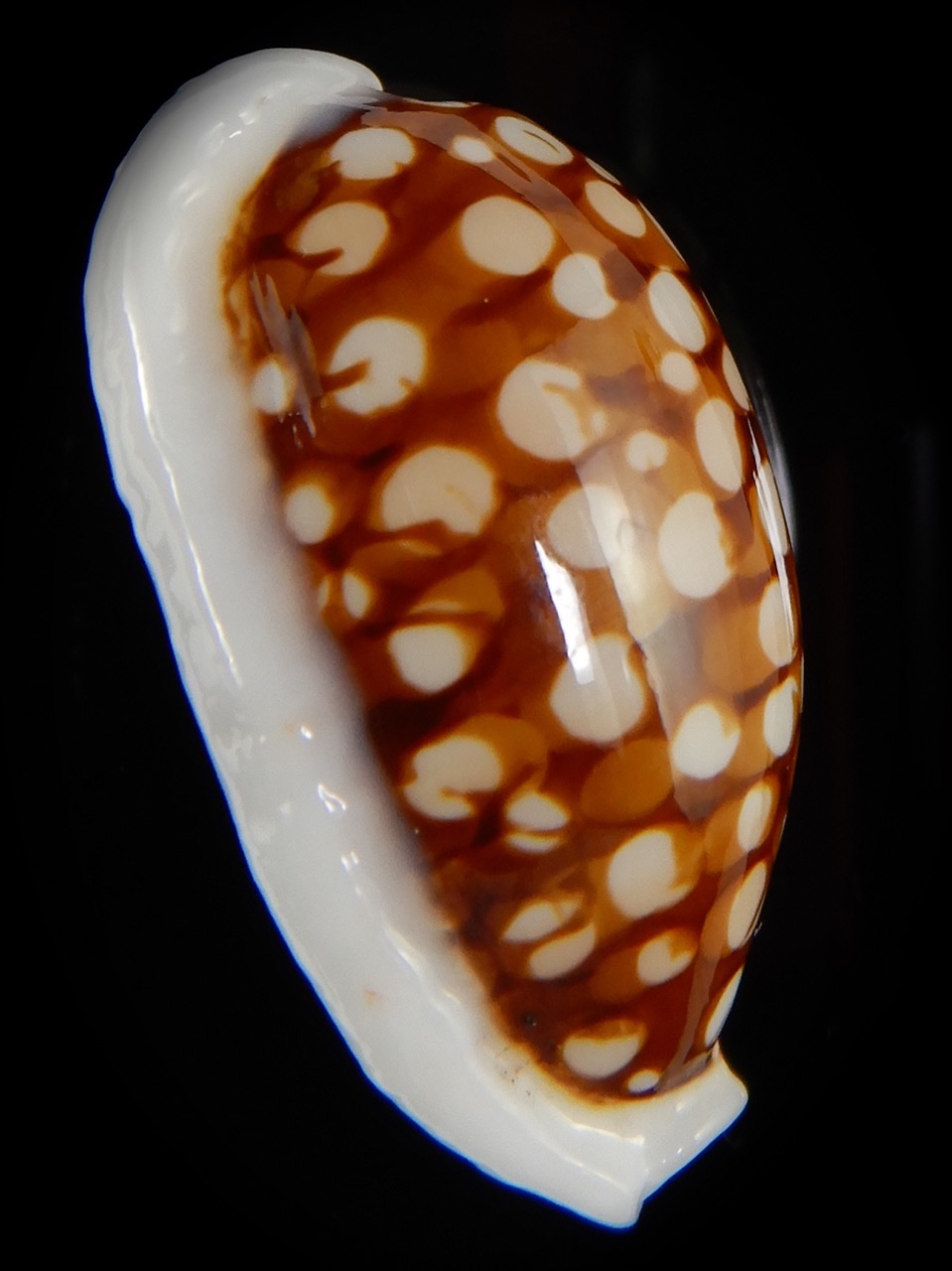 Cribrarula cribraria ...Big size , SP pattern ... 36,31 mm Gem-47128