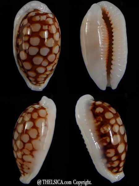 Cribrarula cribraria ..Very calous ... 35,01 mm Gem-0