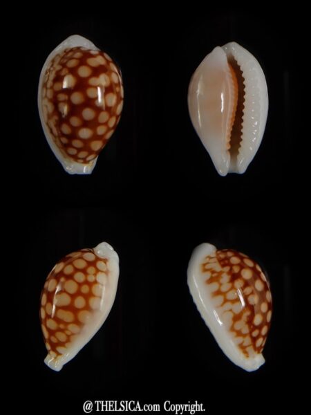 Cribrarula cribraria 21,40 mm gem-0