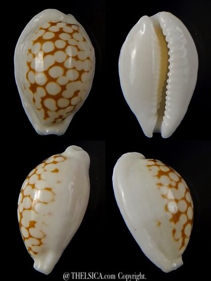 Cribrarula cribraria melwardi ... 21.64 mm Gem-0