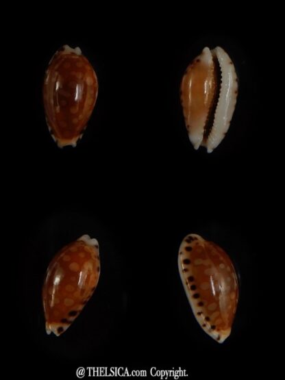 Cribrarula cumingii " Dwarf population" 13,28 mm Gem-0