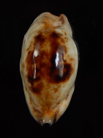 Purpuradusta gracilis macula N&R 24,23 mm Gem-46832