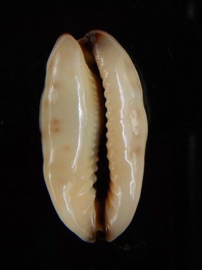 Purpuradusta gracilis macula N&R 24,23 mm Gem-46834