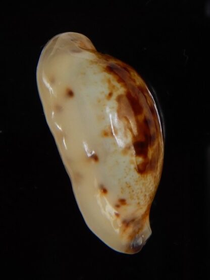 Purpuradusta gracilis macula N&R 24,23 mm Gem-46835