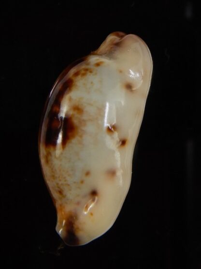 Purpuradusta gracilis macula N&R 24,23 mm Gem-46838