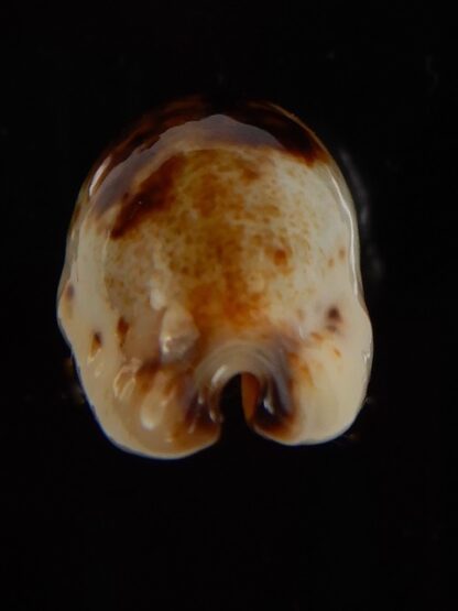 Purpuradusta gracilis macula N&R 24,23 mm Gem-46833
