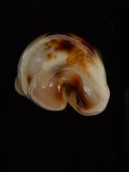 Purpuradusta gracilis macula N&R 24,23 mm Gem-46837
