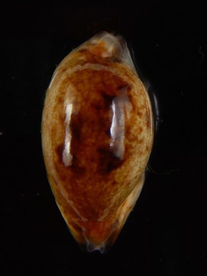 Purpuradusta gracilis macula N&R 22,60 mm Gem-46818