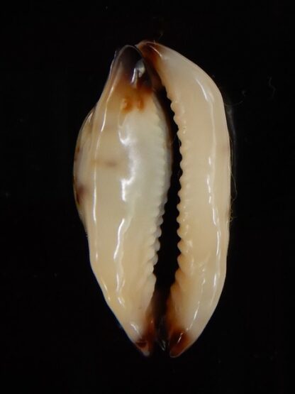 Purpuradusta gracilis macula N&R 22,60 mm Gem-46819
