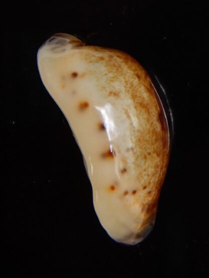 Purpuradusta gracilis macula N&R 22,60 mm Gem-46820