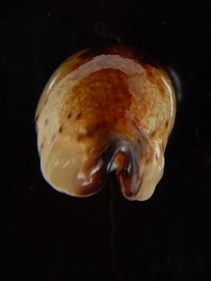 Purpuradusta gracilis macula N&R 22,60 mm Gem-46824