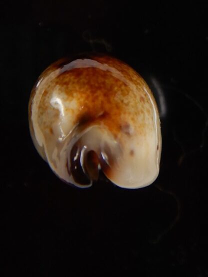 Purpuradusta gracilis macula N&R 22,60 mm Gem-46821