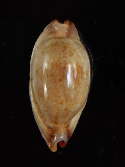 Purpuradusta gracilis macula N&R 21,43 mm Gem-46804