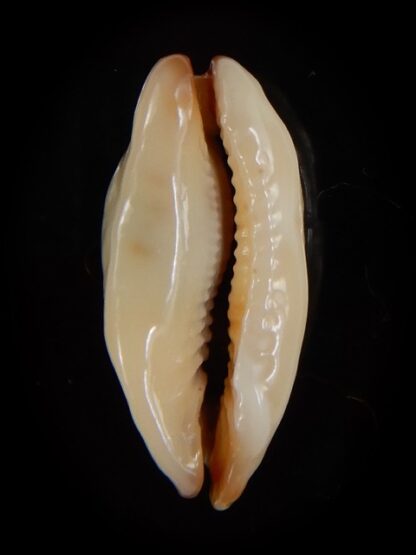 Purpuradusta gracilis macula N&R 21,43 mm Gem-46805