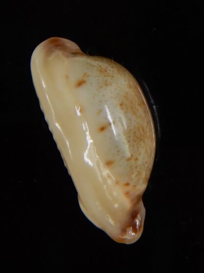 Purpuradusta gracilis macula N&R 21,43 mm Gem-46806