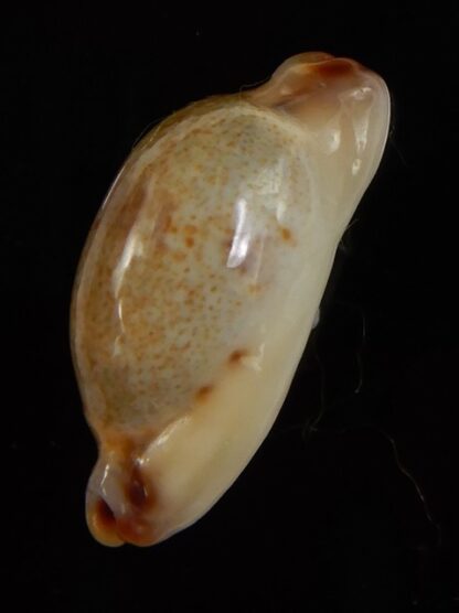Purpuradusta gracilis macula N&R 21,43 mm Gem-46808