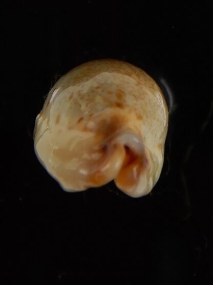 Purpuradusta gracilis macula N&R 21,43 mm Gem-46809