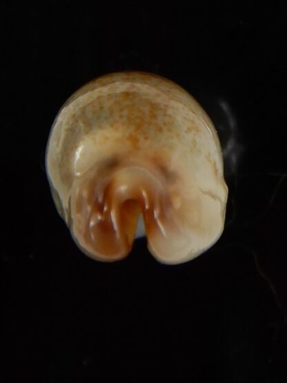 Purpuradusta gracilis macula N&R 21,43 mm Gem-46807