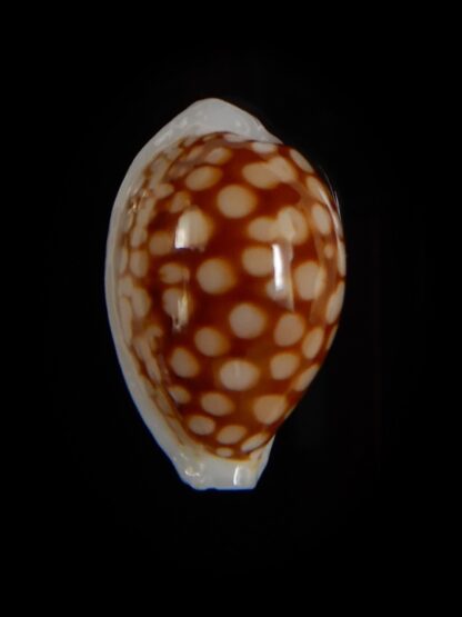 Cribrarula cribraria 21,40 mm gem-47099