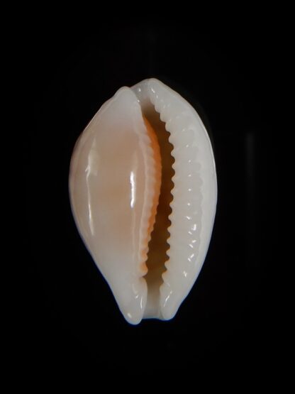 Cribrarula cribraria 21,40 mm gem-47100