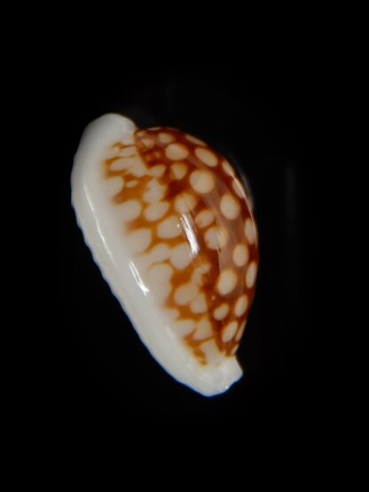 Cribrarula cribraria 21,40 mm gem-47104