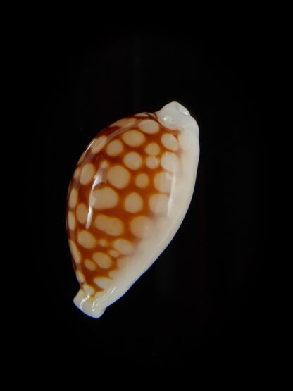 Cribrarula cribraria 21,40 mm gem-47102