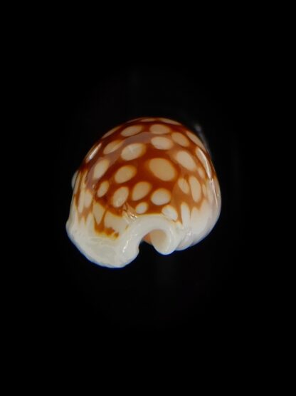 Cribrarula cribraria 21,40 mm gem-47101
